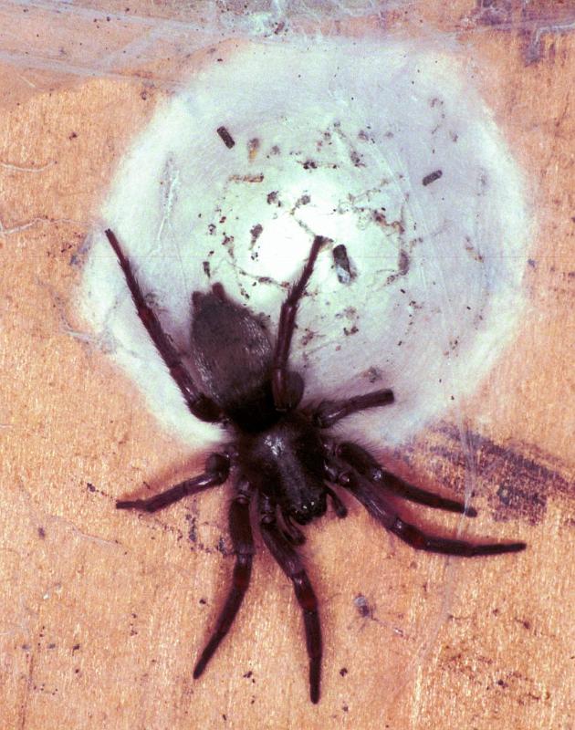Scotophaeus_blackwalli_F1930_Z_88_Les Gris_Frankrijk.jpg